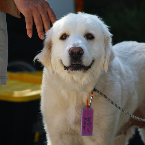 Avery, an adoptable Great Pyrenees in Grand Junction, CO, 81503 | Photo Image 6