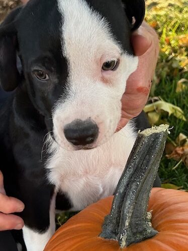 Donut Hole, an adoptable Border Collie in Grand Junction, CO, 81503 | Photo Image 3