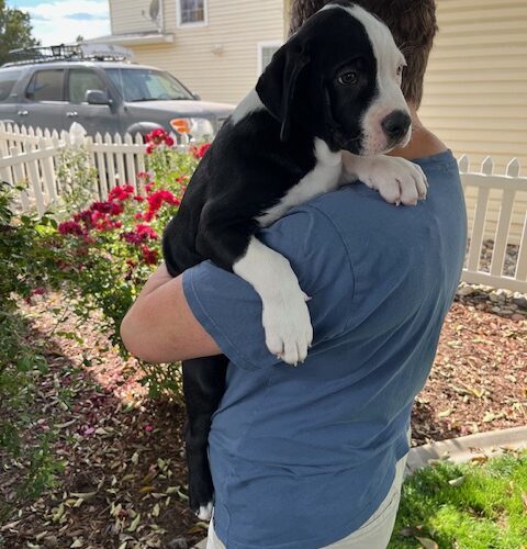 Donut Hole, an adoptable Border Collie in Grand Junction, CO, 81503 | Photo Image 4