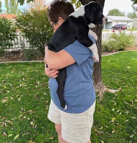 Donut Hole, an adoptable Border Collie in Grand Junction, CO, 81503 | Photo Image 5