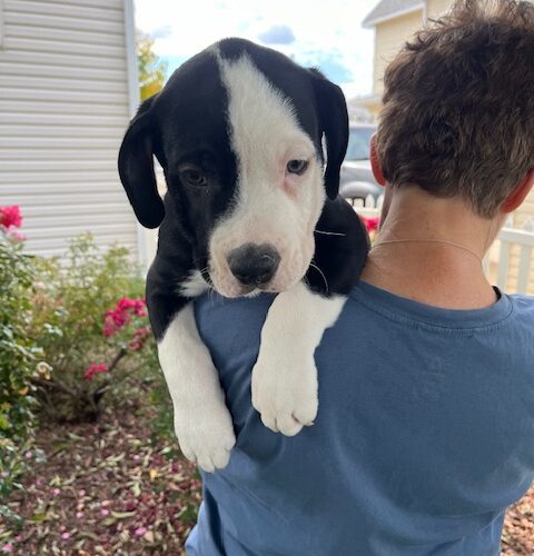 Donut Hole, an adoptable Border Collie in Grand Junction, CO, 81503 | Photo Image 6