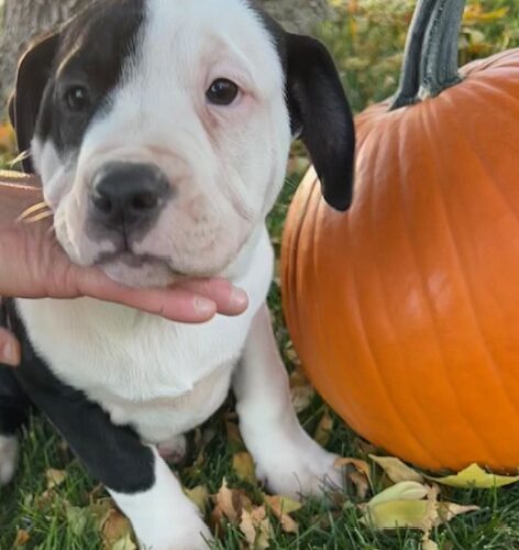 Crueler, an adoptable Border Collie in Grand Junction, CO, 81503 | Photo Image 3