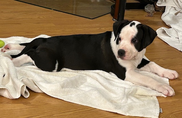 Munchkin, an adoptable Border Collie in Grand Junction, CO, 81503 | Photo Image 1