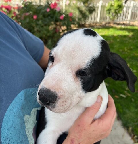 Munchkin, an adoptable Border Collie in Grand Junction, CO, 81503 | Photo Image 3