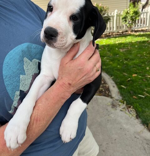 Munchkin, an adoptable Border Collie in Grand Junction, CO, 81503 | Photo Image 5