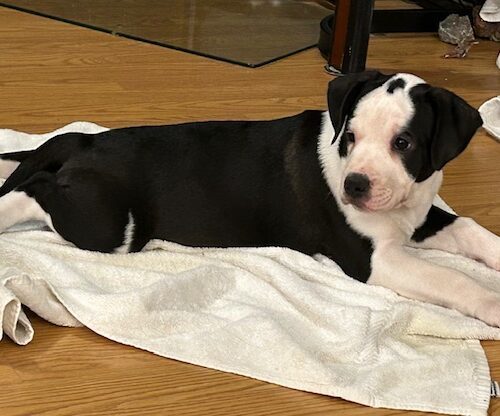 Munchkin, an adoptable Border Collie in Grand Junction, CO, 81503 | Photo Image 6