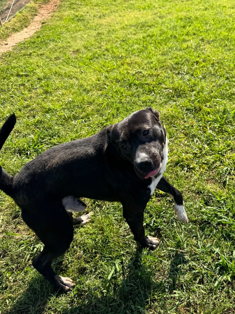 Horace, an adoptable Terrier, Mixed Breed in Bossier City, LA, 71111 | Photo Image 1