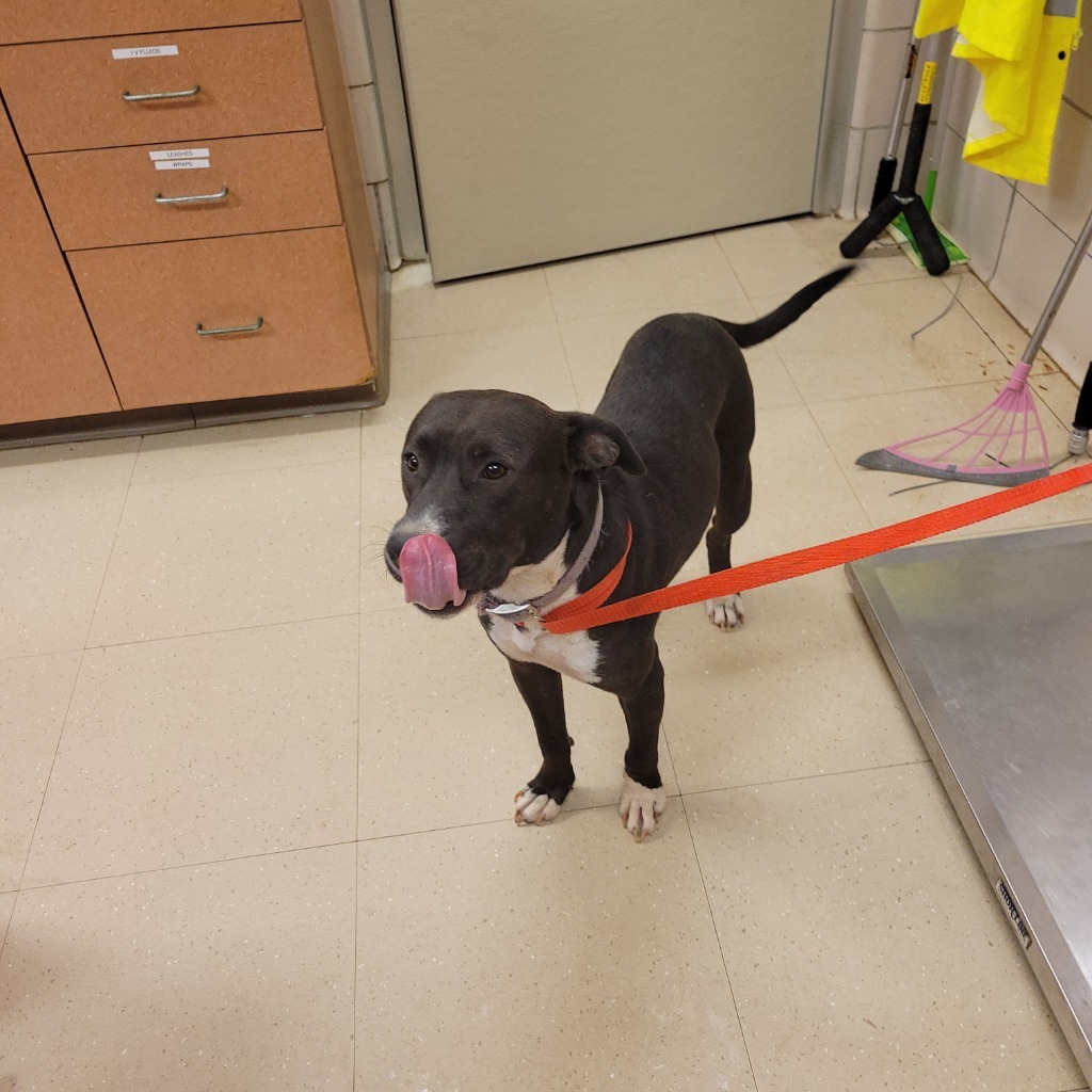 Horace, an adoptable Terrier, Mixed Breed in Bossier City, LA, 71111 | Photo Image 2