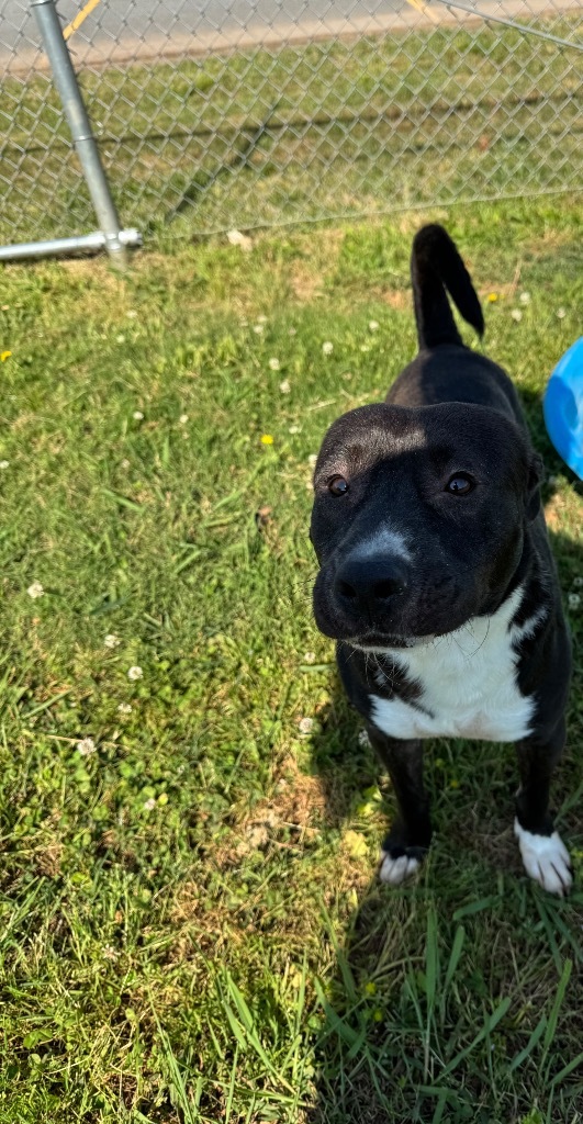Horace, an adoptable Terrier, Mixed Breed in Bossier City, LA, 71111 | Photo Image 4