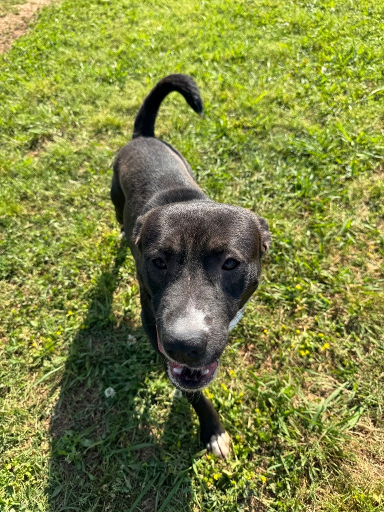 Horace, an adoptable Terrier, Mixed Breed in Bossier City, LA, 71111 | Photo Image 5