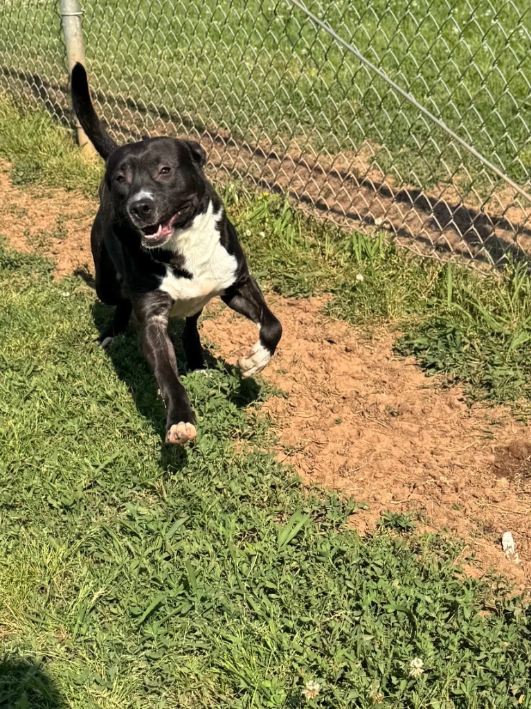 Horace, an adoptable Terrier, Mixed Breed in Bossier City, LA, 71111 | Photo Image 6