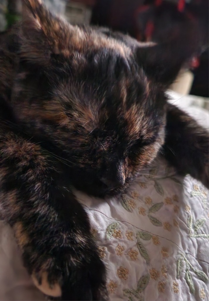 Trinket, an adoptable Domestic Short Hair in Gorham, ME, 04038 | Photo Image 4