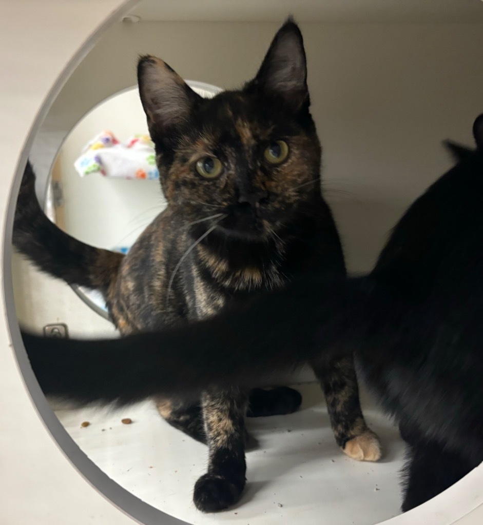 Trinket, an adoptable Domestic Short Hair in Gorham, ME, 04038 | Photo Image 5