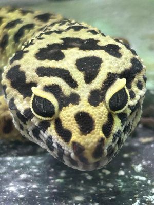 Rex, Adult Male unknown