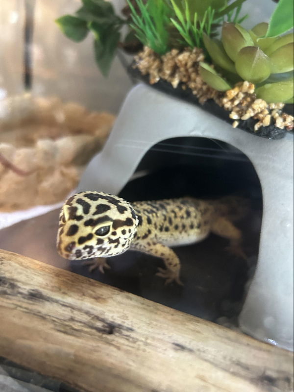 Rex