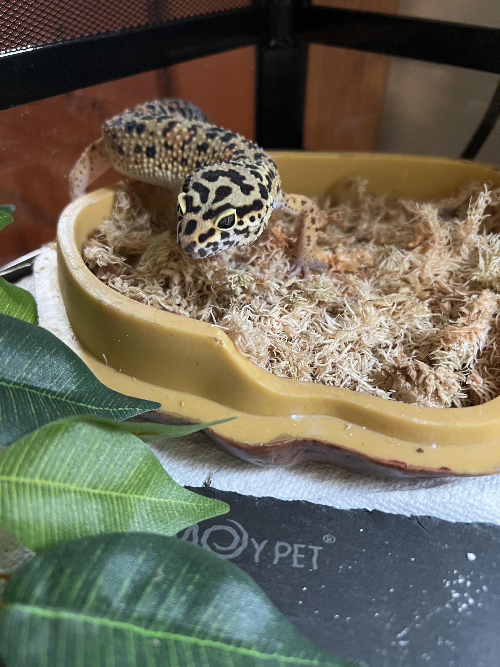 Rex