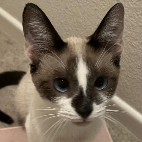 Derecho, an adoptable Siamese, Snowshoe in San Diego, CA, 92108 | Photo Image 1