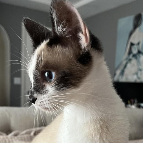 Derecho, an adoptable Siamese, Snowshoe in San Diego, CA, 92108 | Photo Image 2