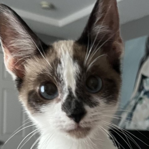 Derecho, an adoptable Siamese, Snowshoe in San Diego, CA, 92108 | Photo Image 3