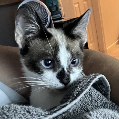 Derecho, an adoptable Siamese, Snowshoe in San Diego, CA, 92108 | Photo Image 5