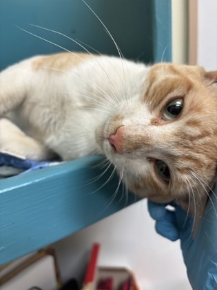 August, an adoptable Domestic Short Hair in Pendleton, OR, 97801 | Photo Image 1