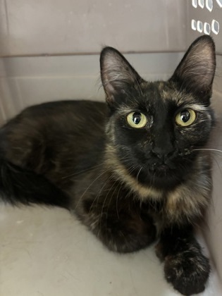 Karma, an adoptable Domestic Long Hair, Domestic Short Hair in Pendleton, OR, 97801 | Photo Image 1