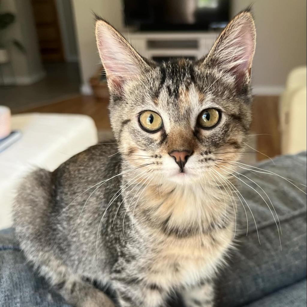 Charmer, an adoptable Domestic Short Hair in Bismarck, ND, 58507 | Photo Image 1