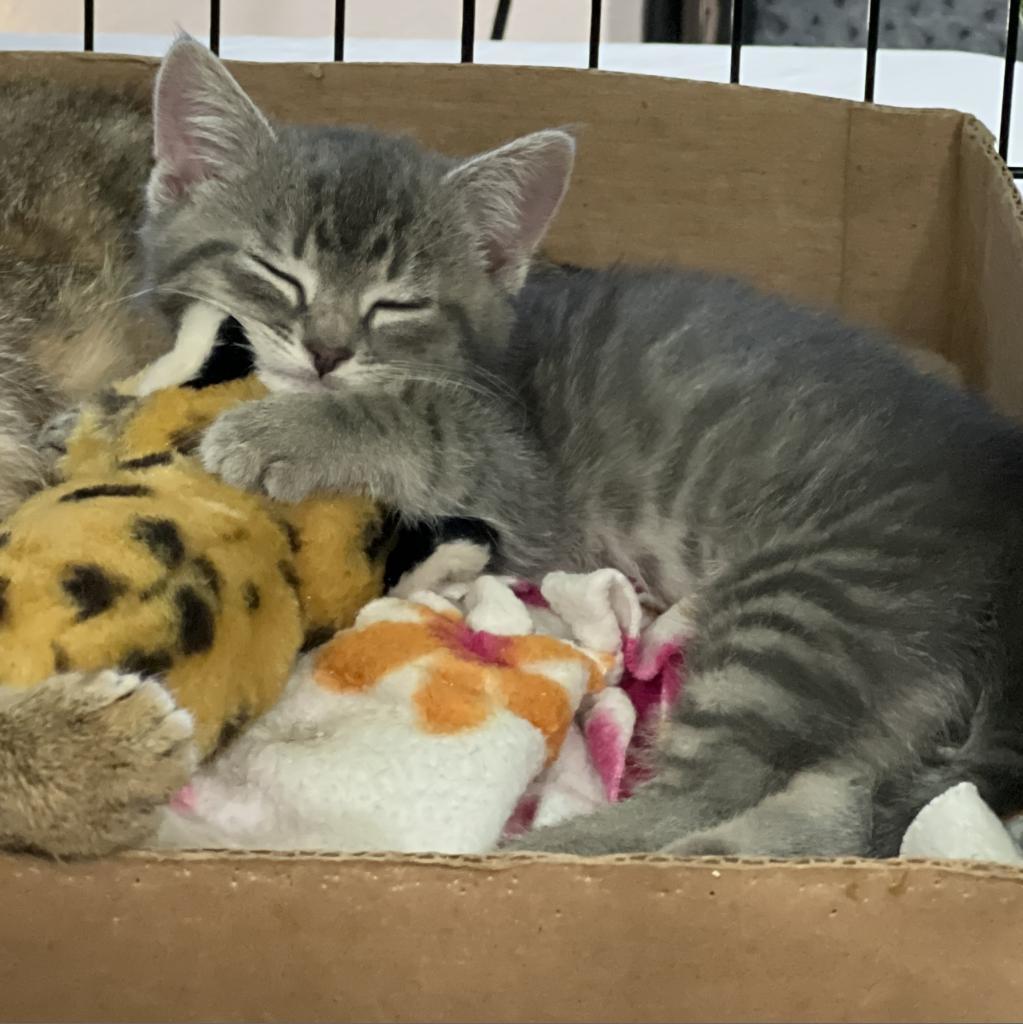 Charmer, an adoptable Domestic Short Hair in Bismarck, ND, 58507 | Photo Image 3