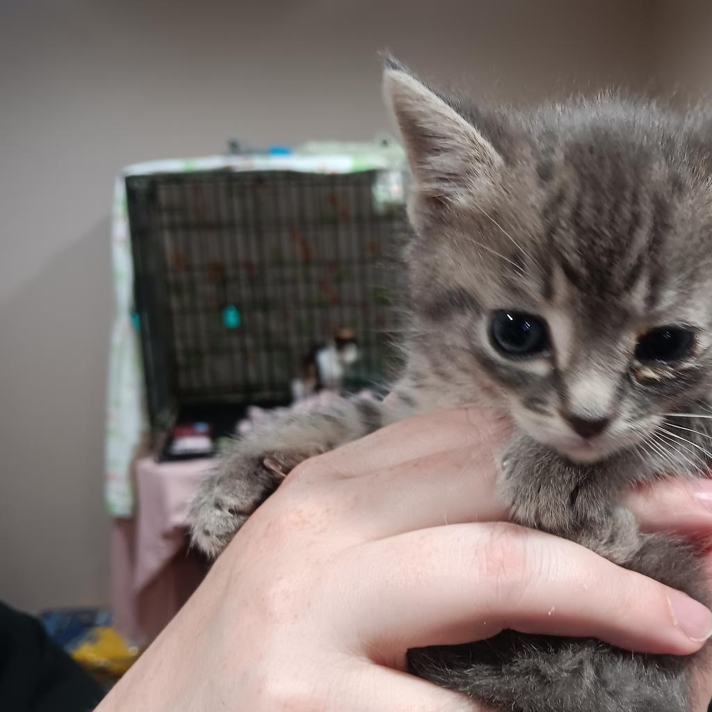 Charmer, an adoptable Domestic Short Hair in Bismarck, ND, 58507 | Photo Image 4