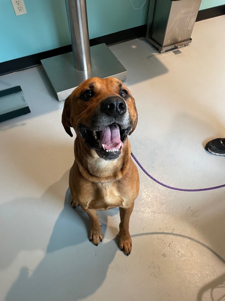 Rohan, an adoptable Redbone Coonhound, Rottweiler in Ashland, WI, 54806 | Photo Image 1