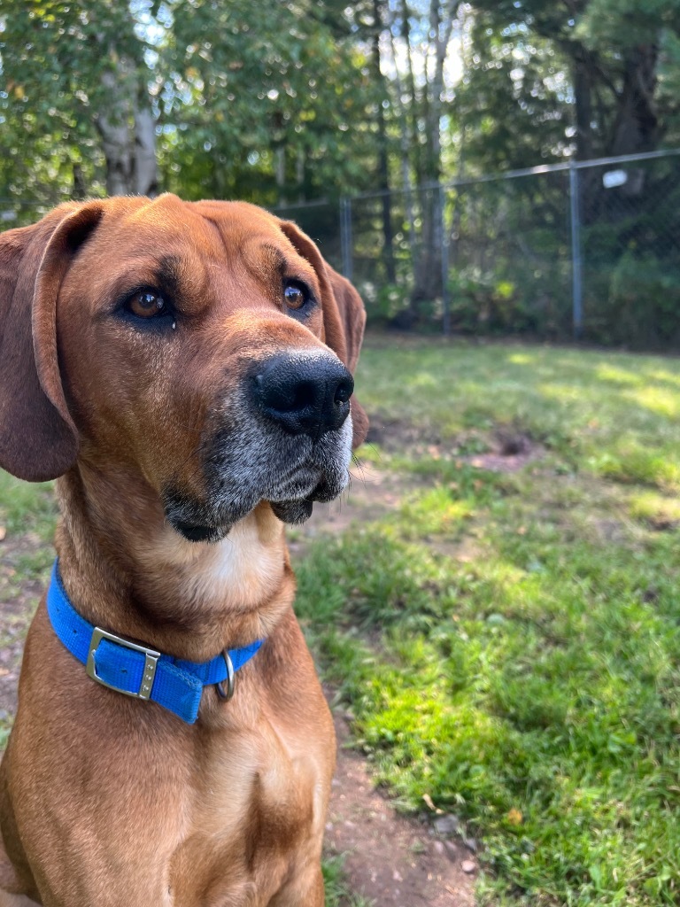 Rohan, an adoptable Redbone Coonhound, Rottweiler in Ashland, WI, 54806 | Photo Image 3