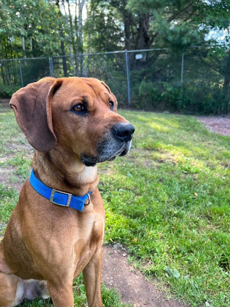 Rohan, an adoptable Redbone Coonhound, Rottweiler in Ashland, WI, 54806 | Photo Image 4