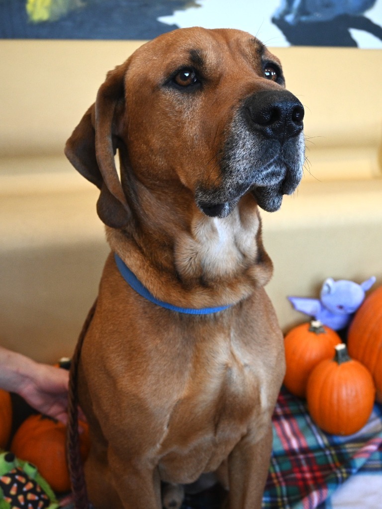 Rohan, an adoptable Redbone Coonhound, Rottweiler in Ashland, WI, 54806 | Photo Image 5