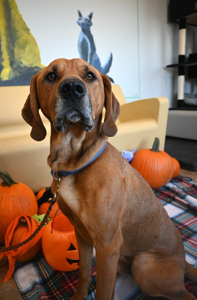 Rohan, an adoptable Redbone Coonhound, Rottweiler in Ashland, WI, 54806 | Photo Image 6