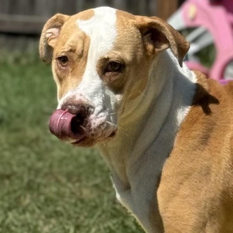 Precious, an adoptable Pit Bull Terrier in Sioux Falls, SD, 57106 | Photo Image 1