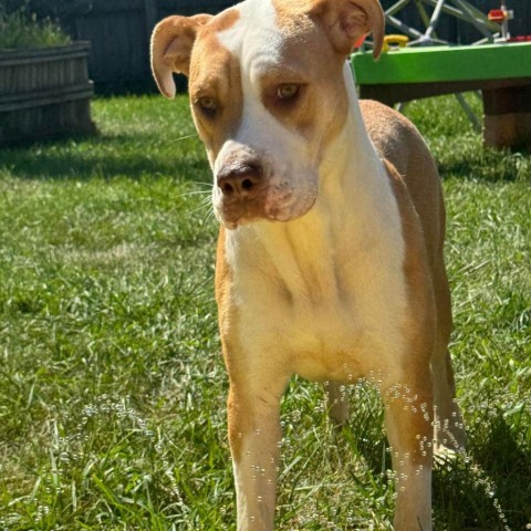 Precious, an adoptable Pit Bull Terrier in Sioux Falls, SD, 57106 | Photo Image 2