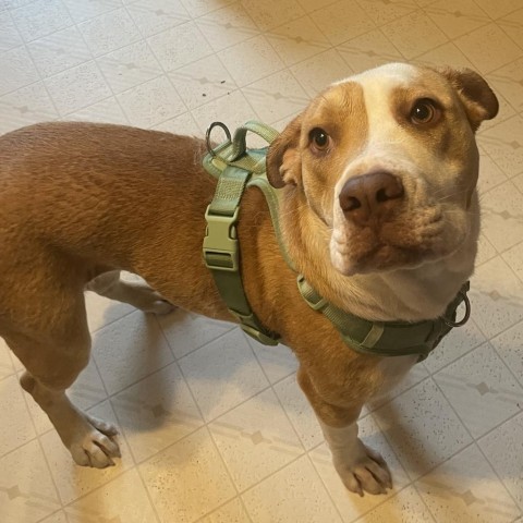 Precious, an adoptable Pit Bull Terrier in Sioux Falls, SD, 57106 | Photo Image 3