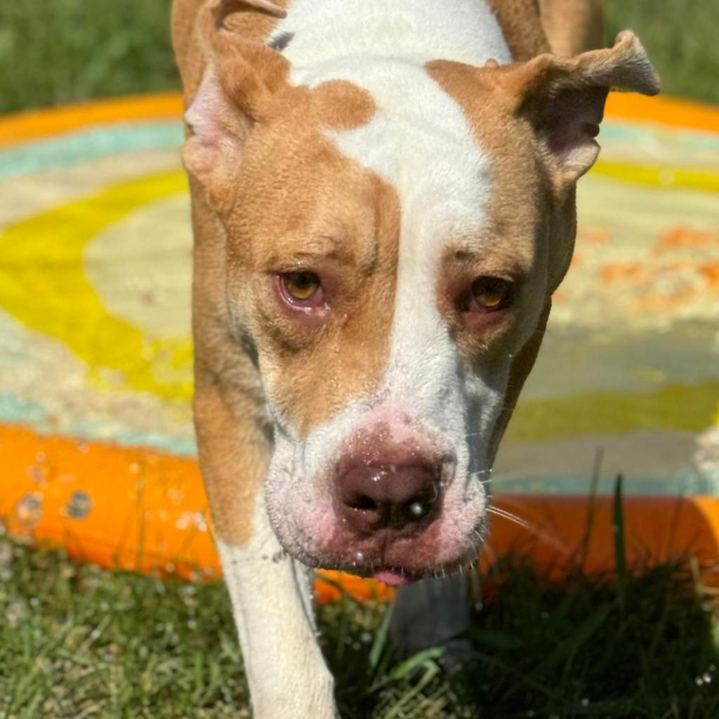 Precious, an adoptable Pit Bull Terrier in Sioux Falls, SD, 57106 | Photo Image 3