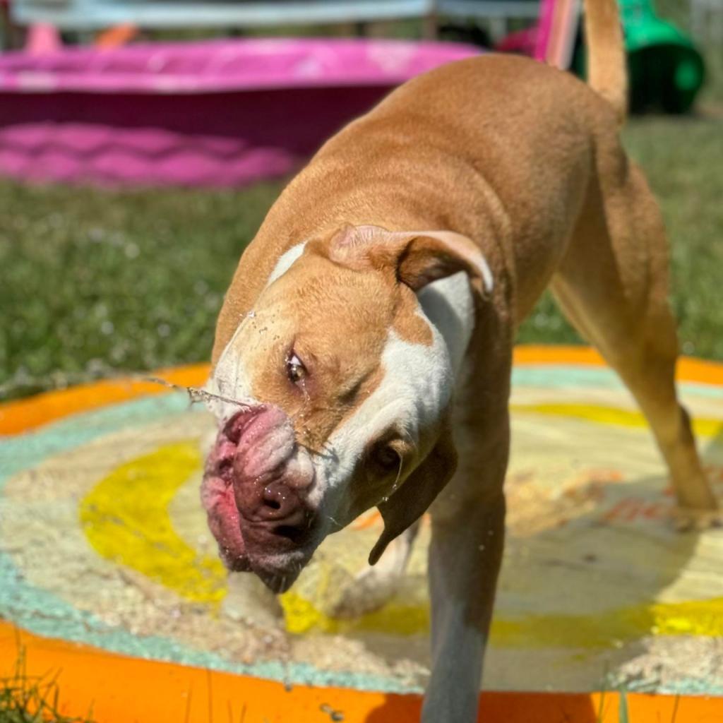 Precious, an adoptable Pit Bull Terrier in Sioux Falls, SD, 57106 | Photo Image 4