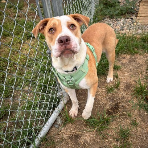 Precious, an adoptable Pit Bull Terrier in Sioux Falls, SD, 57106 | Photo Image 5