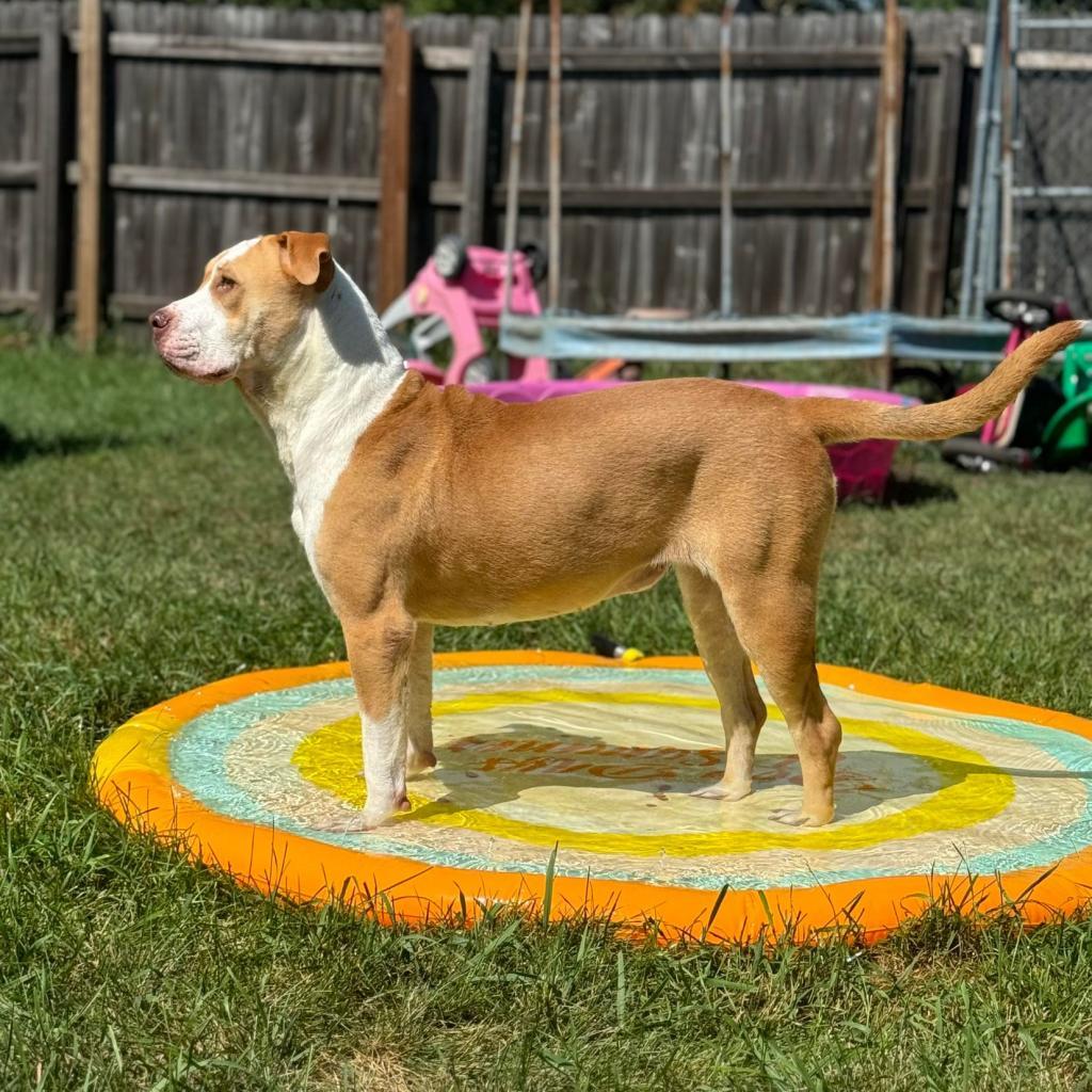 Precious, an adoptable Pit Bull Terrier in Sioux Falls, SD, 57106 | Photo Image 5