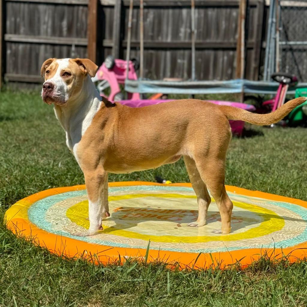 Precious, an adoptable Pit Bull Terrier in Sioux Falls, SD, 57106 | Photo Image 6