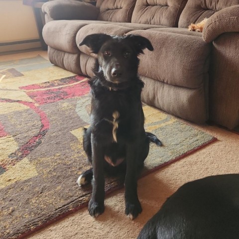 Ryder, an adoptable Collie in Hibbing , MN, 55746 | Photo Image 1