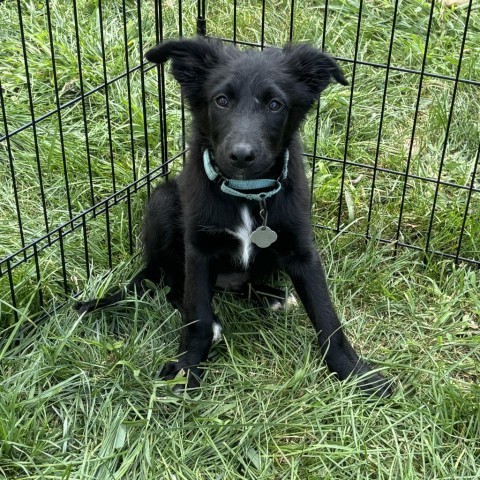 Ryder, an adoptable Collie in Hibbing , MN, 55746 | Photo Image 2