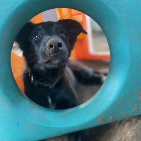 Ryder, an adoptable Collie in Hibbing , MN, 55746 | Photo Image 3