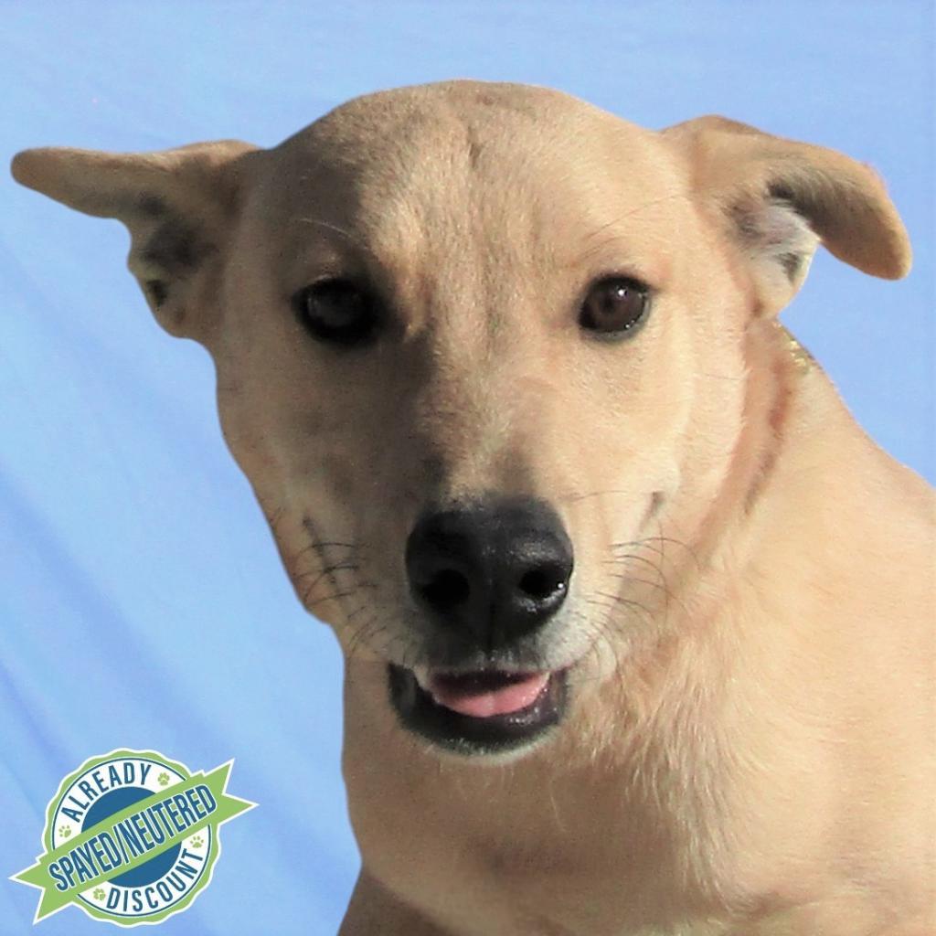 Skipper, an adoptable Mixed Breed in Las Cruces, NM, 88012 | Photo Image 1