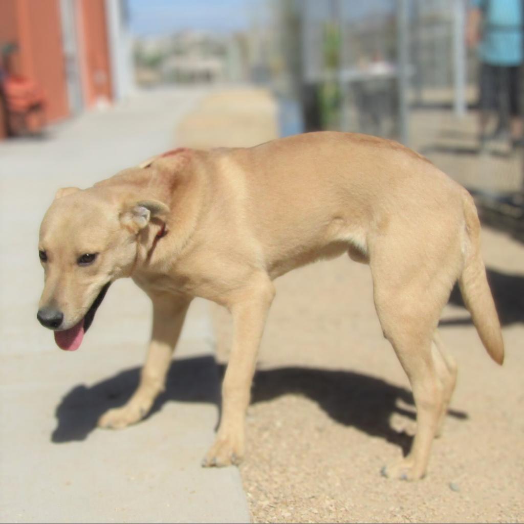 Skipper, an adoptable Mixed Breed in Las Cruces, NM, 88012 | Photo Image 2