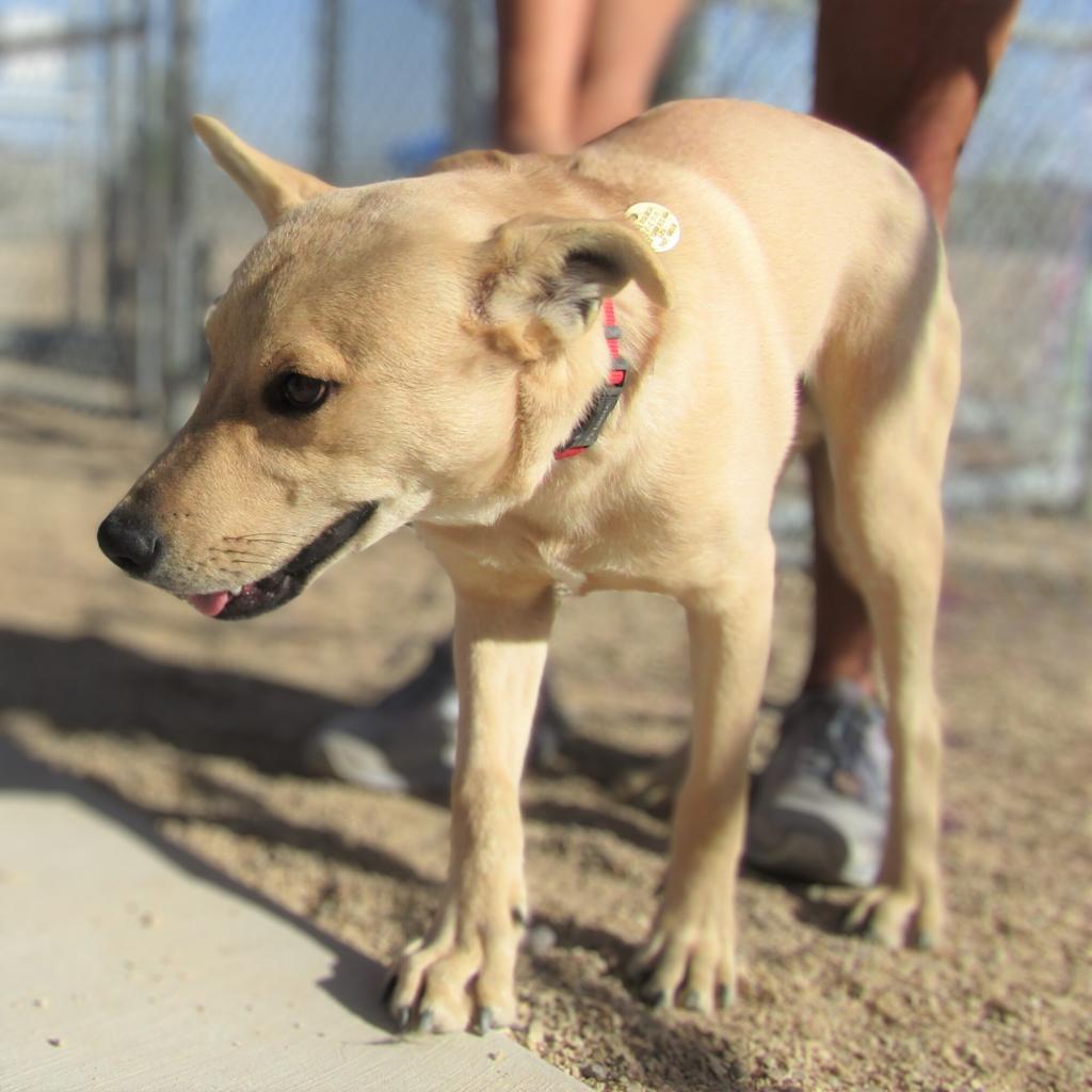 Skipper, an adoptable Mixed Breed in Las Cruces, NM, 88012 | Photo Image 3