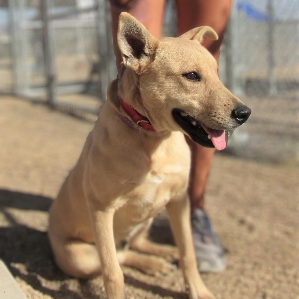 Skipper, an adoptable Mixed Breed in Las Cruces, NM, 88012 | Photo Image 4