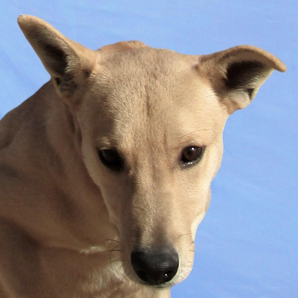 Skipper, an adoptable Mixed Breed in Las Cruces, NM, 88012 | Photo Image 6